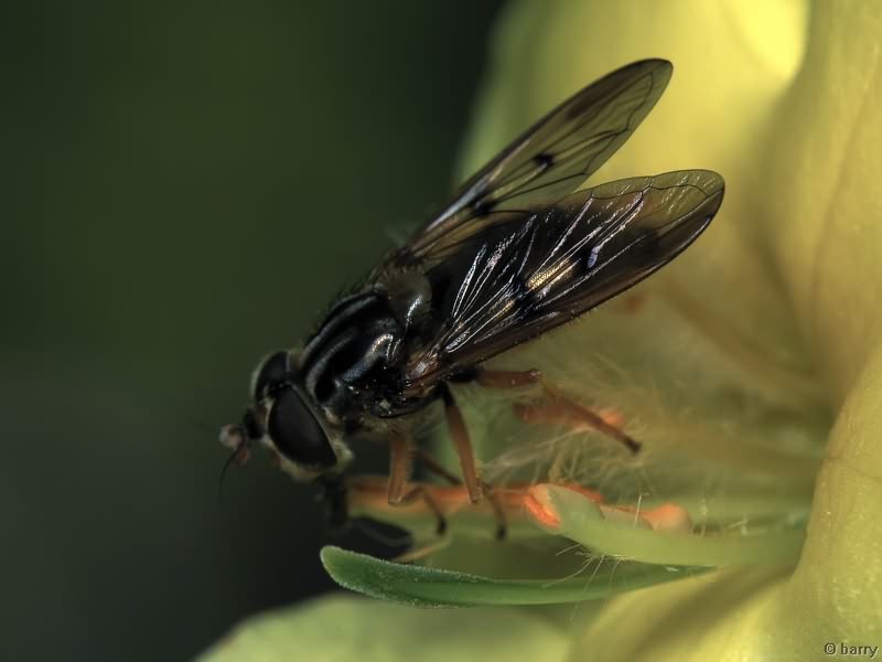 Ferdinandea cuprea (Scopoli, 1763)